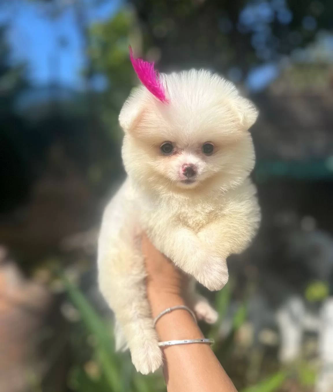 Tilki Surat Ve Ayı Surat Pomeranian Boo Yavrularım