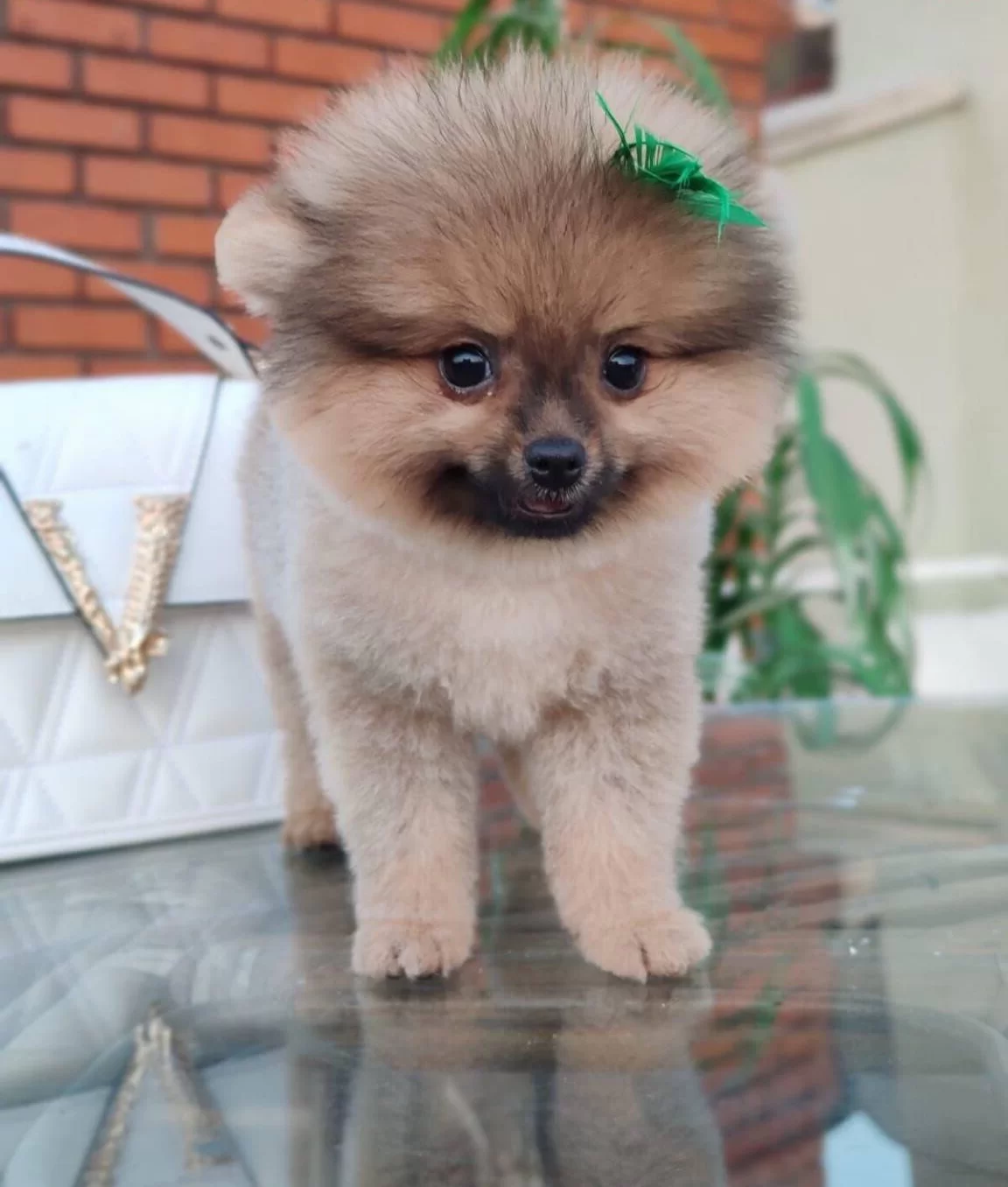 Tilki Surat Ve Ayı Surat Pomeranian Boo Yavrularım