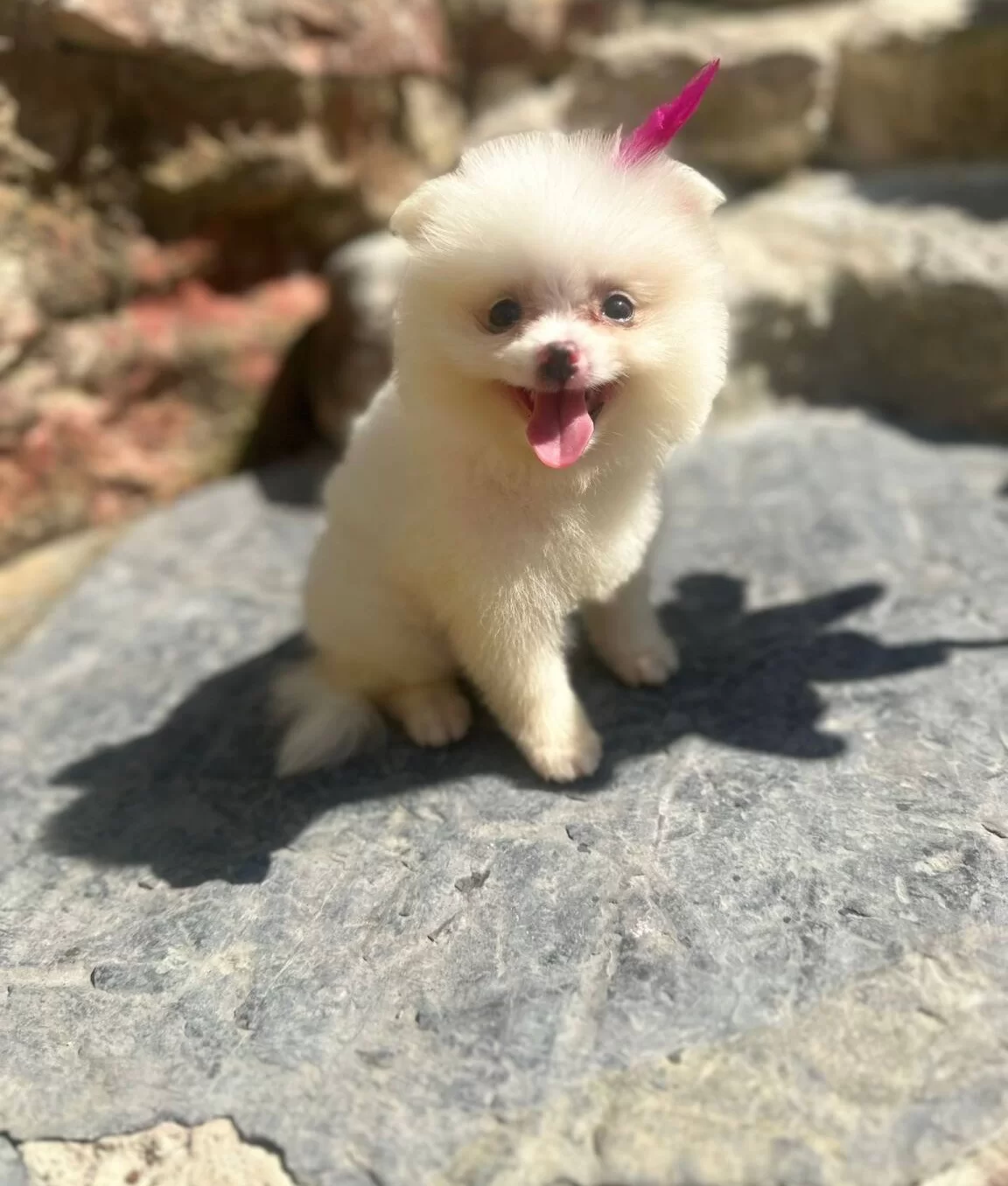 Tilki Surat Ve Ayı Surat Pomeranian Boo Yavrularım