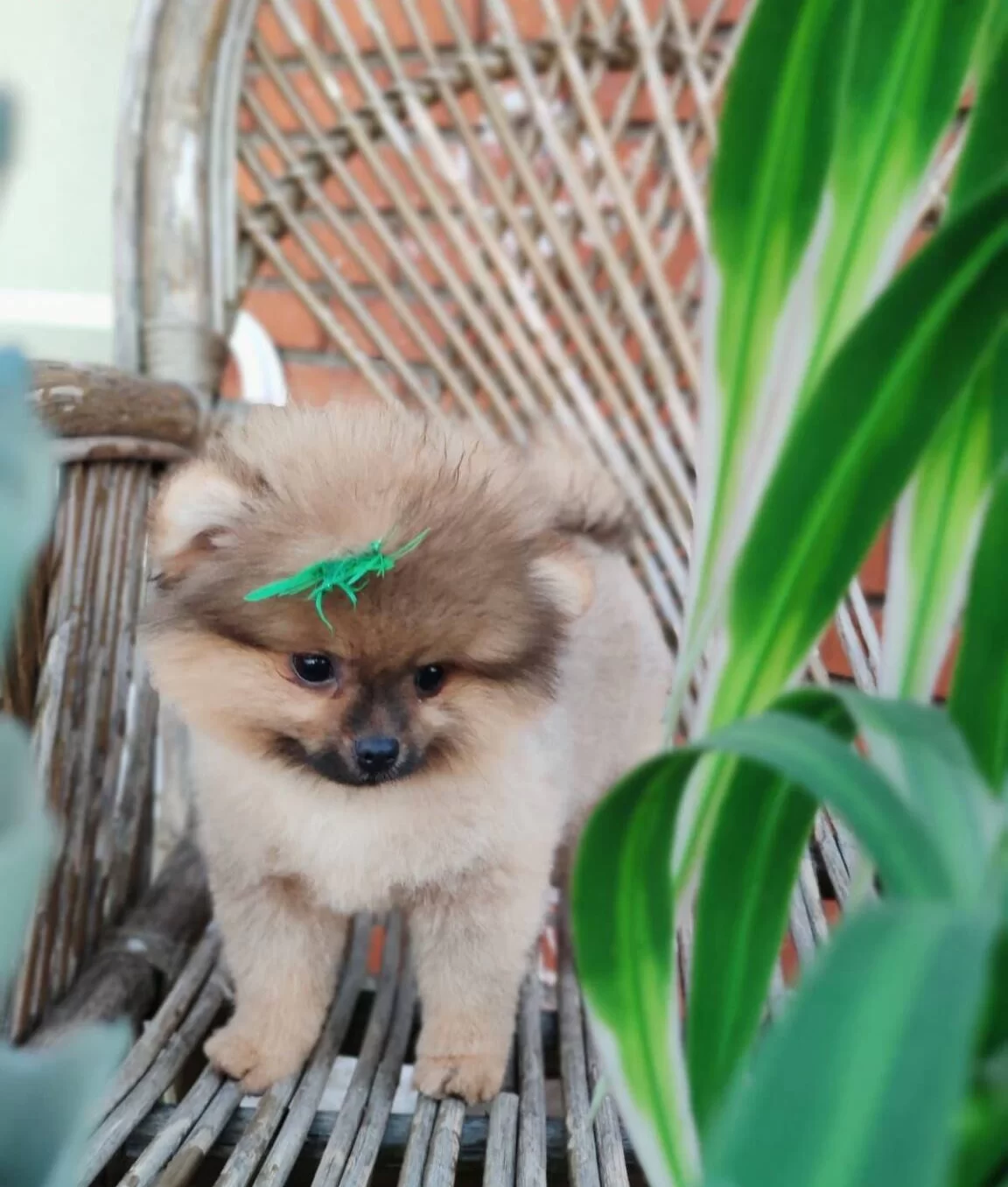 Tilki Surat Ve Ayı Surat Pomeranian Boo Yavrularım