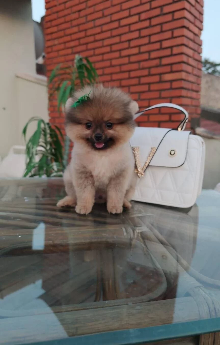 Tilki Surat Ve Ayı Surat Pomeranian Boo Yavrularım