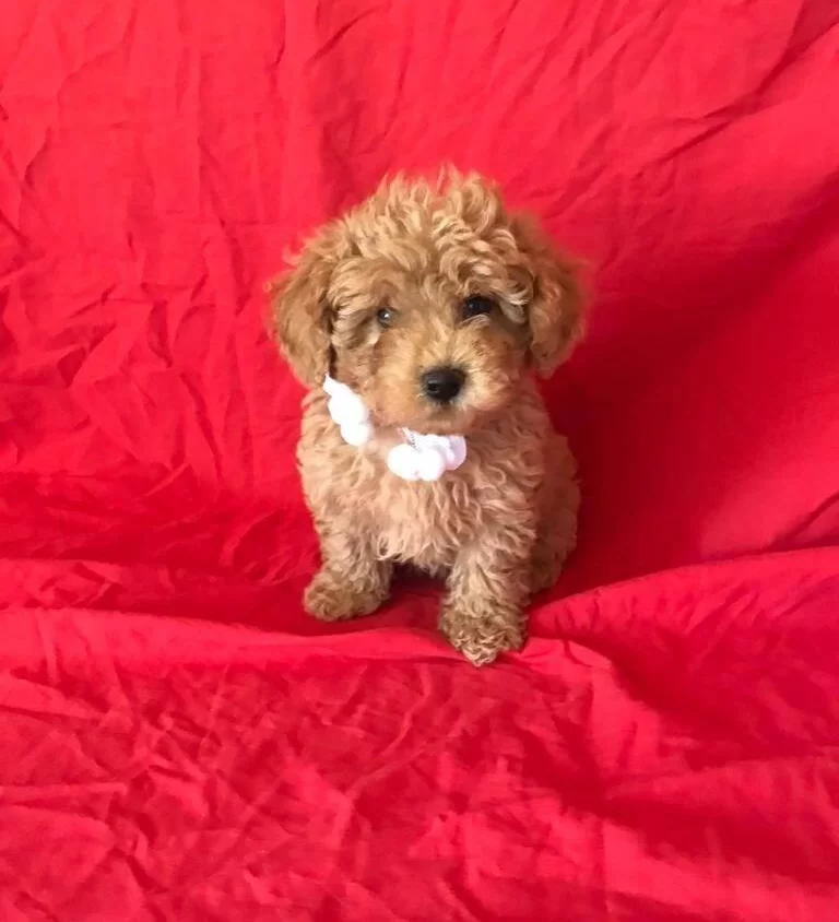 Orjinal Toy Poodle Yavrular