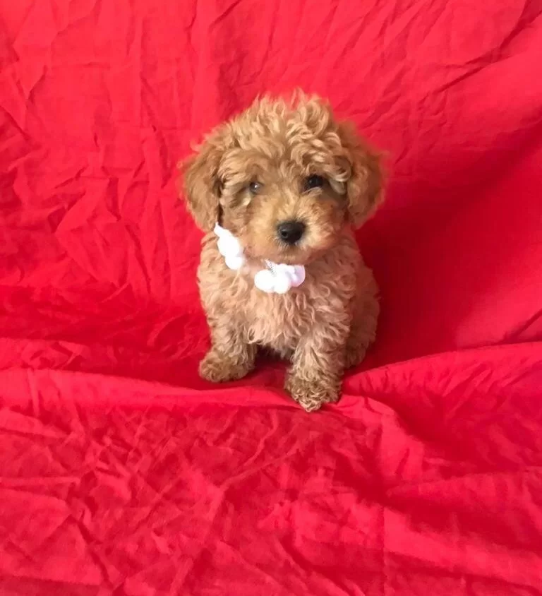 Orjinal Toy Poodle Yavrular