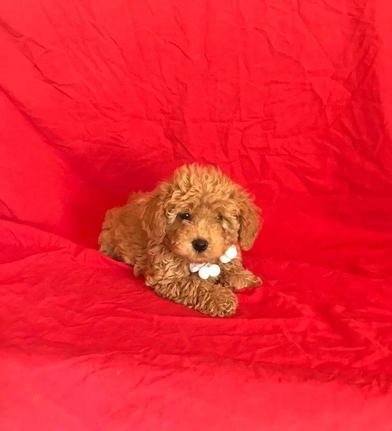 Orjinal Toy Poodle Yavrular