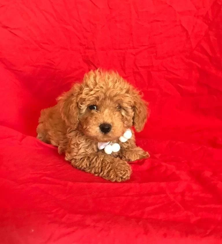 Orjinal Toy Poodle Yavrular