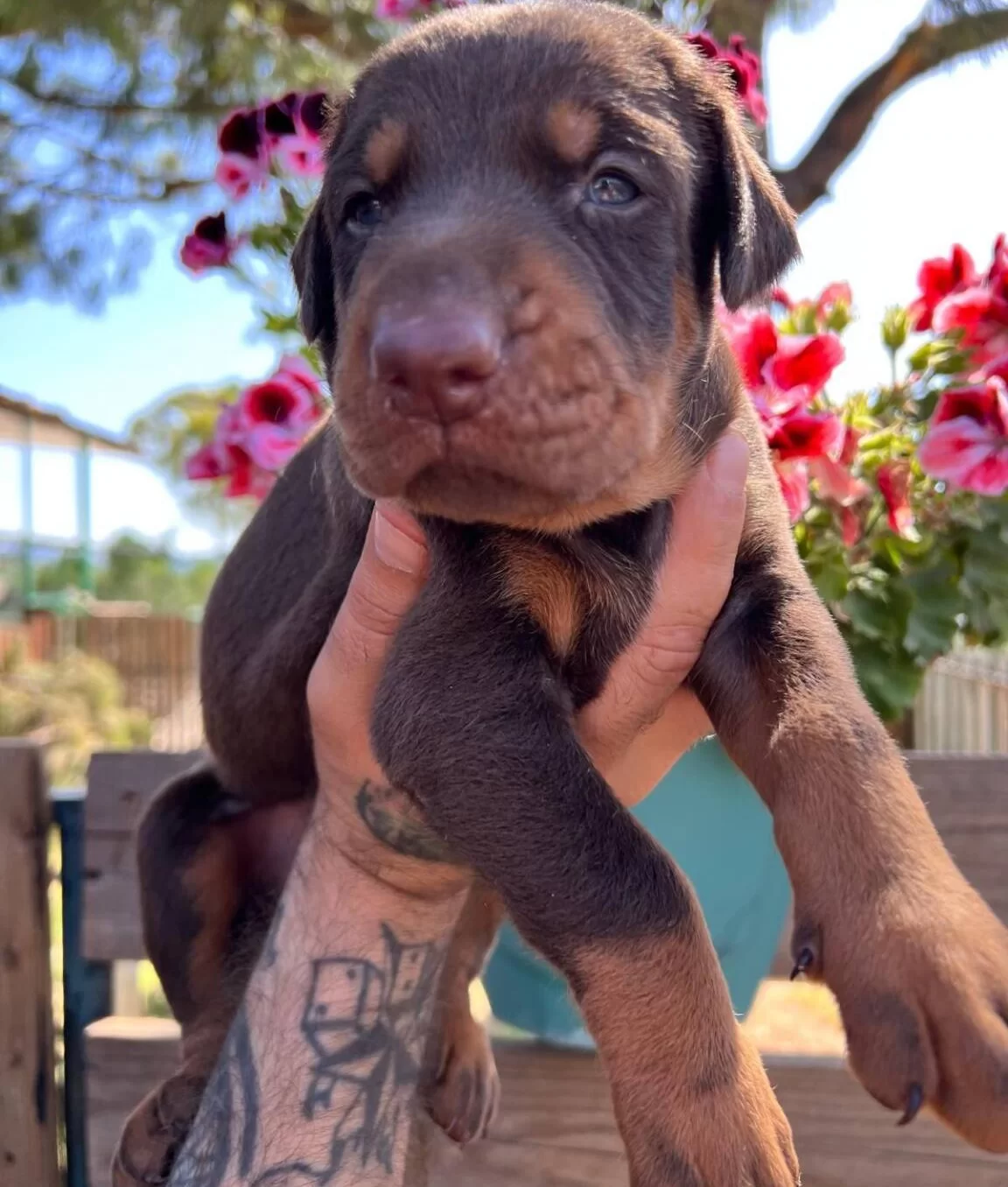 Doberman Yavrularımız