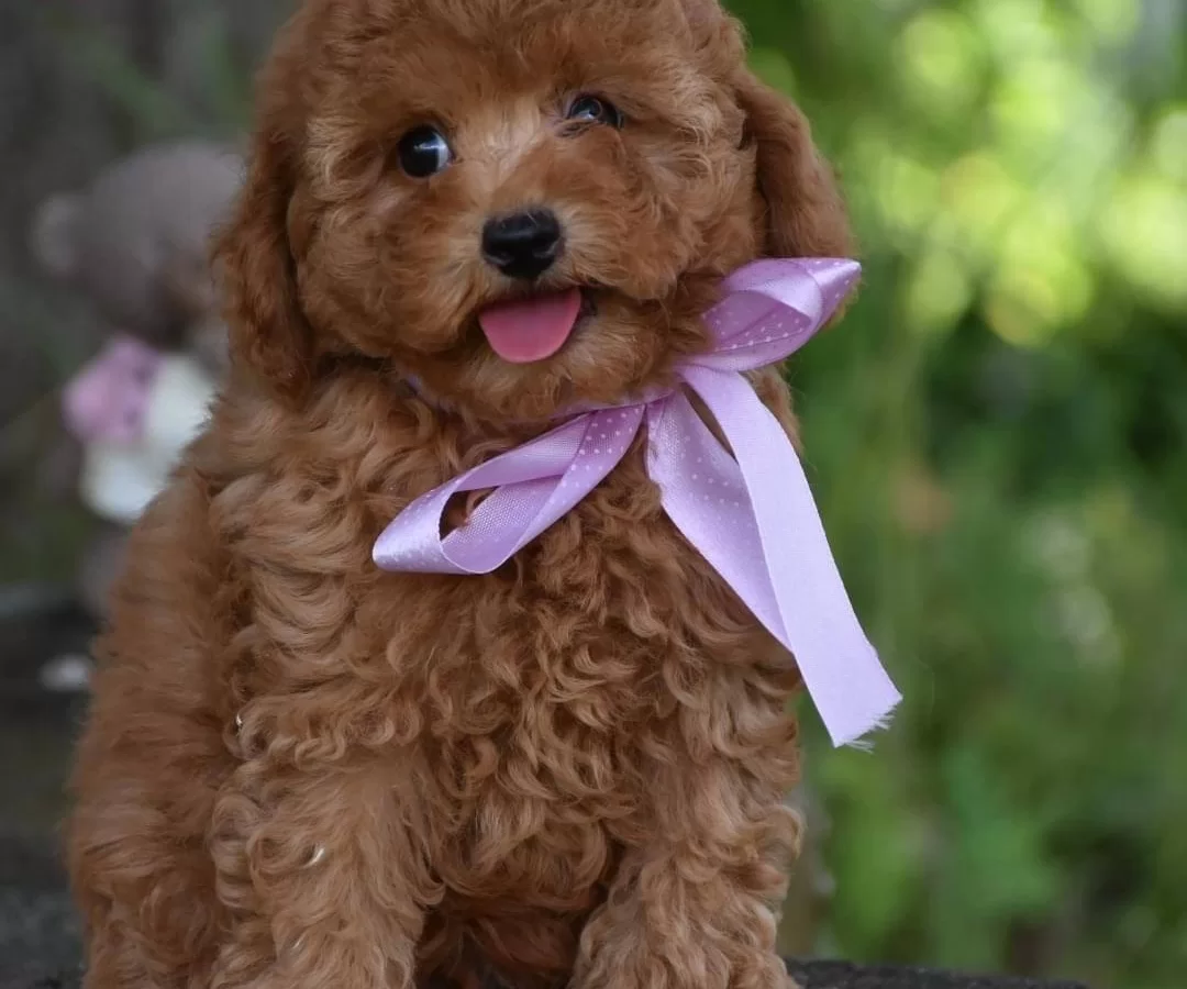 Toy Poodle Efsane Guzellikte Yavrularımız
