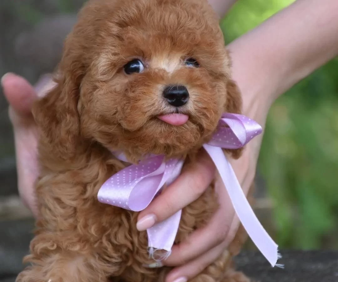 Toy Poodle Efsane Guzellikte Yavrularımız