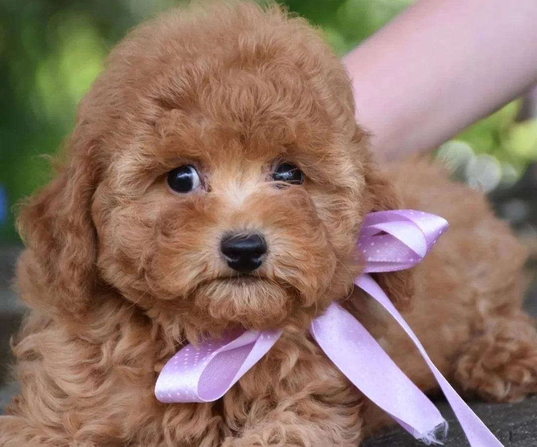 Toy Poodle Efsane Guzellikte Yavrularımız