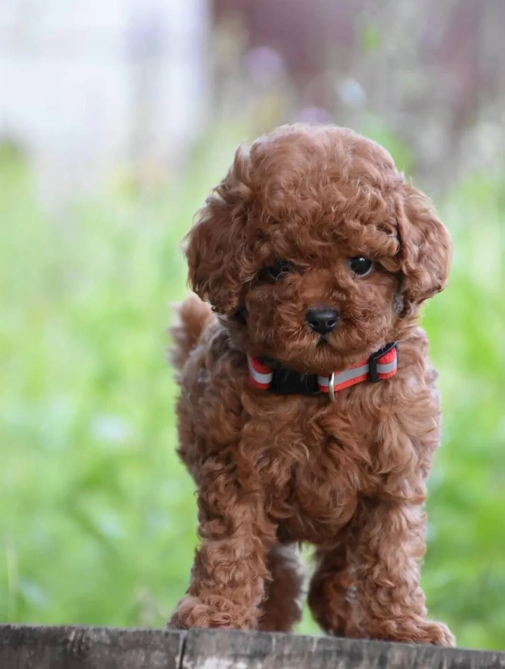 Toy Poodle Efsane Guzellikte Yavrularımız