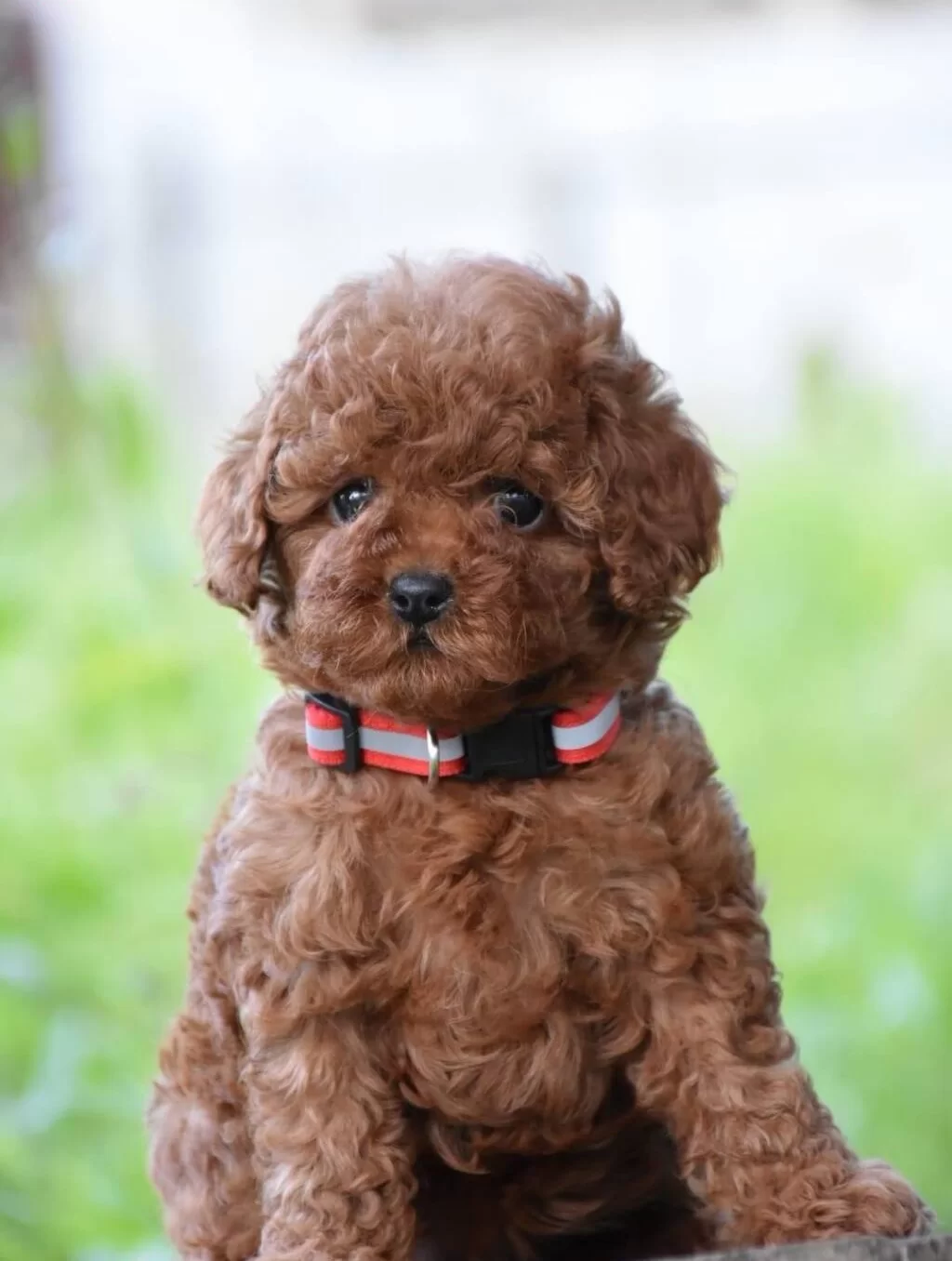 Toy Poodle Efsane Guzellikte Yavrularımız