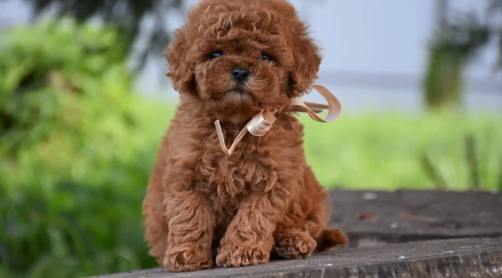 Toy Poodle Efsane Guzellikte Yavrularımız