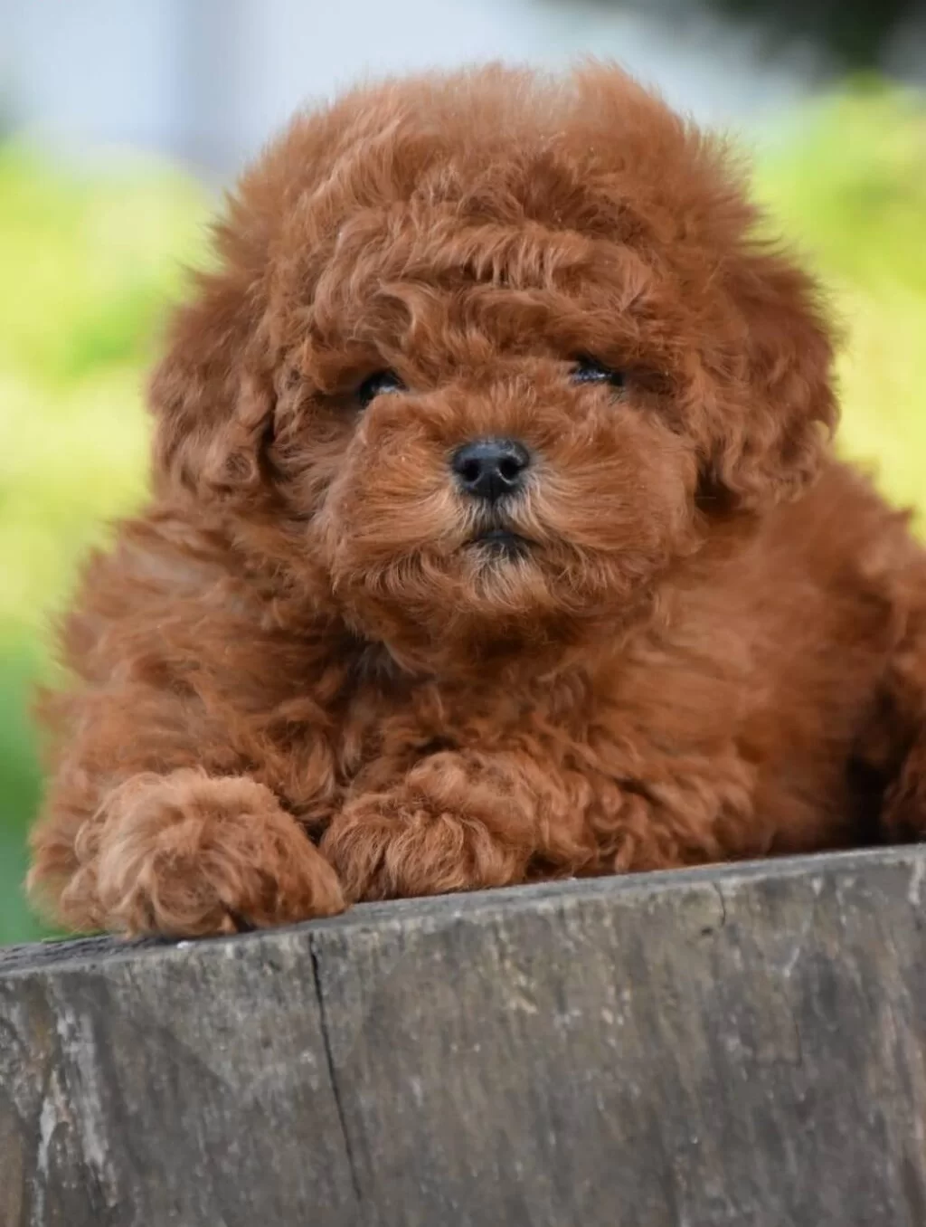 Toy Poodle Efsane Guzellikte Yavrularımız