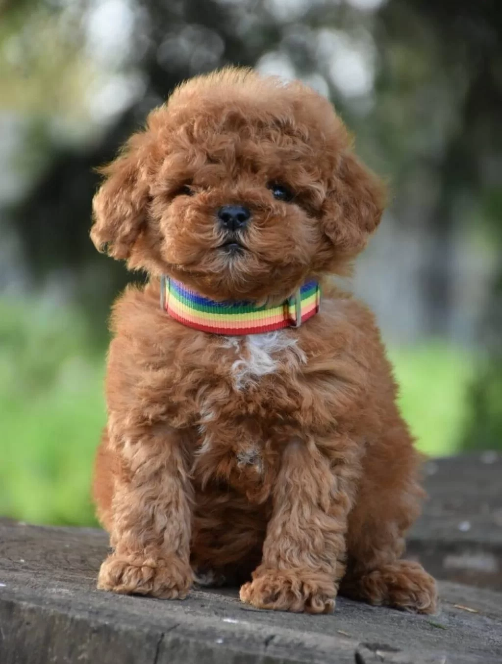 Toy Poodle Efsane Guzellikte Yavrularımız