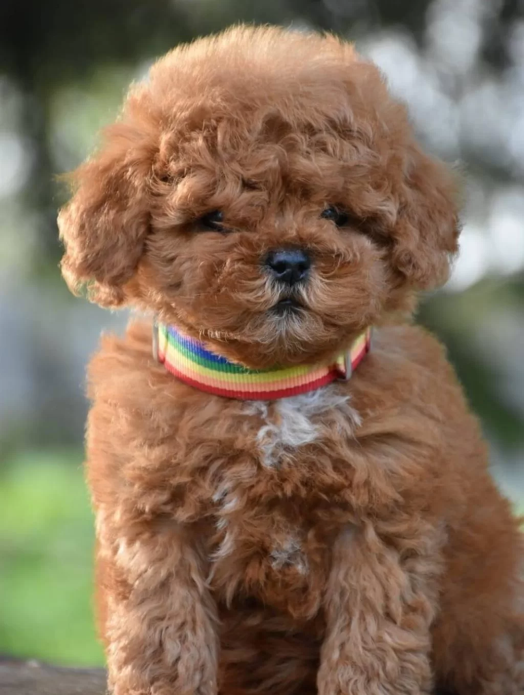 Toy Poodle Efsane Guzellikte Yavrularımız