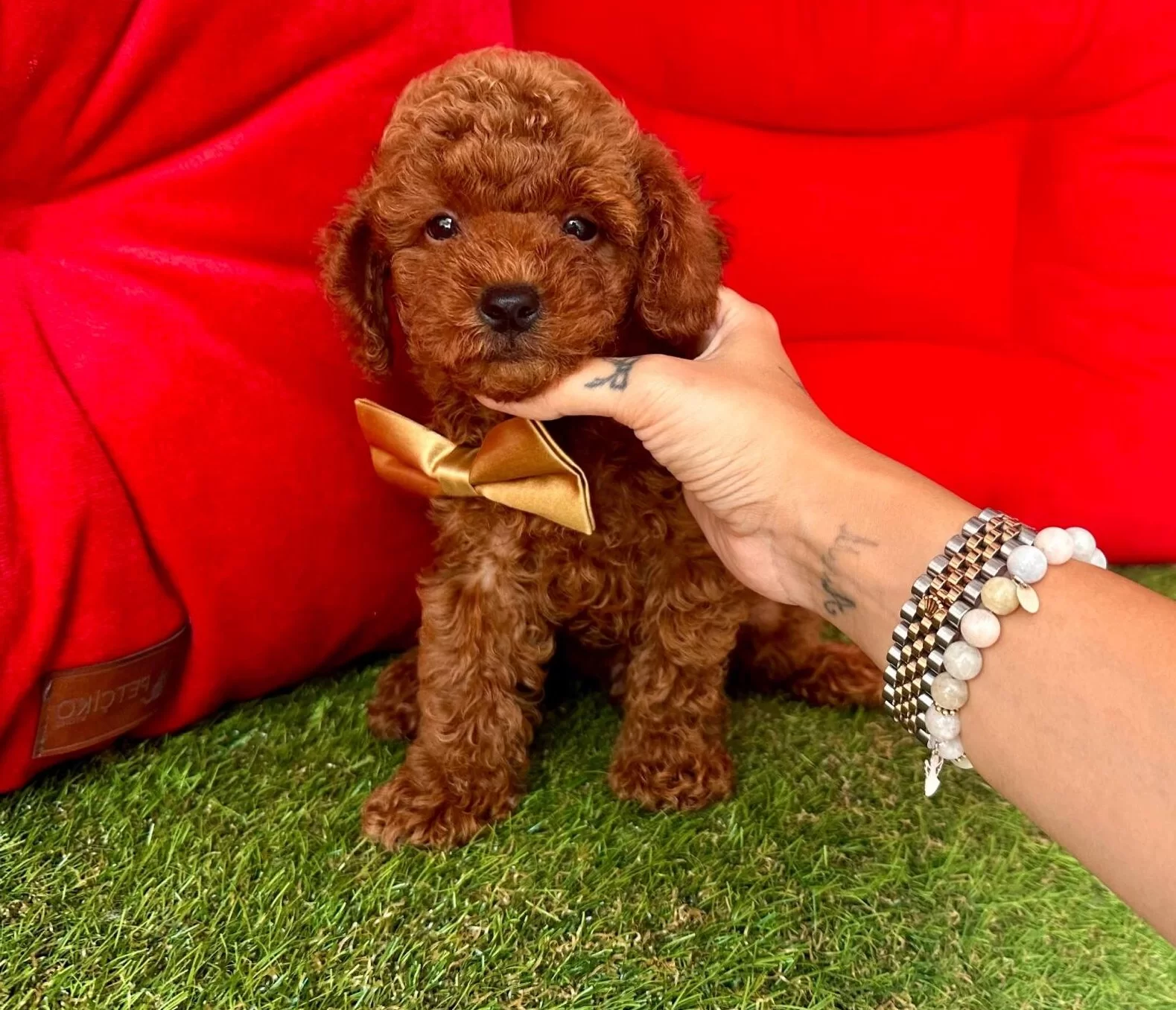 Toy Poodle Oyuncak Boy Ve Surat Ust Kalite