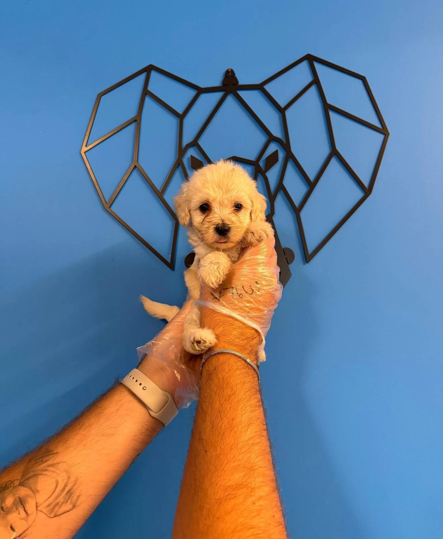 Gercek Tea Cup Maltipoo Bebeklerimiz