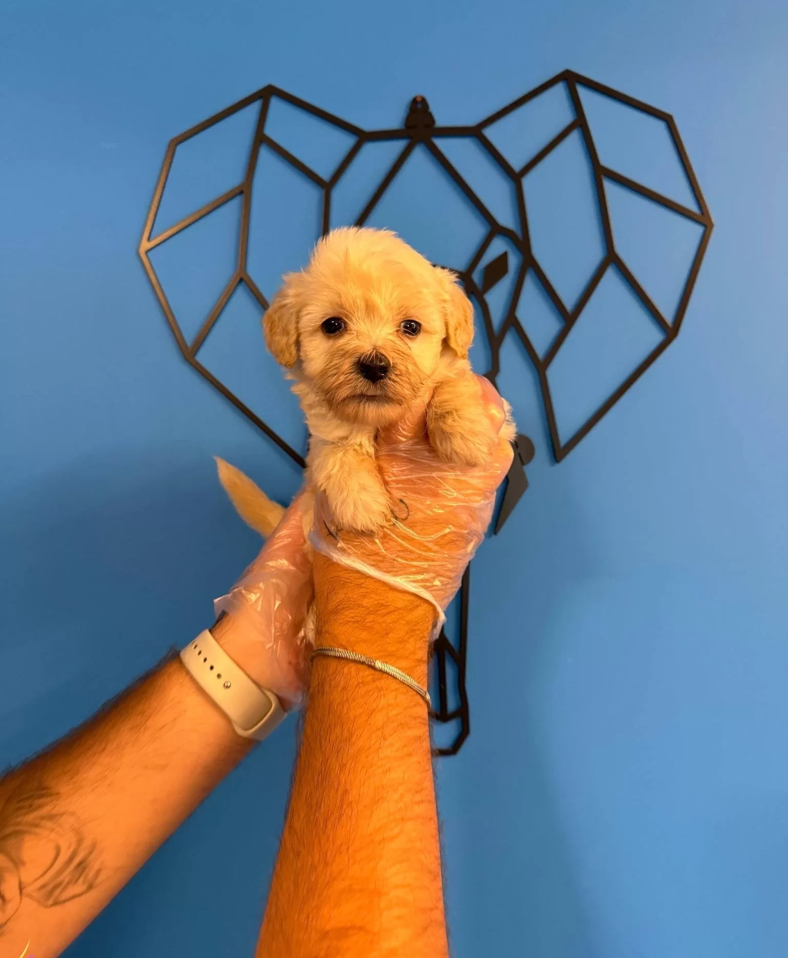 Gercek Tea Cup Maltipoo Bebeklerimiz