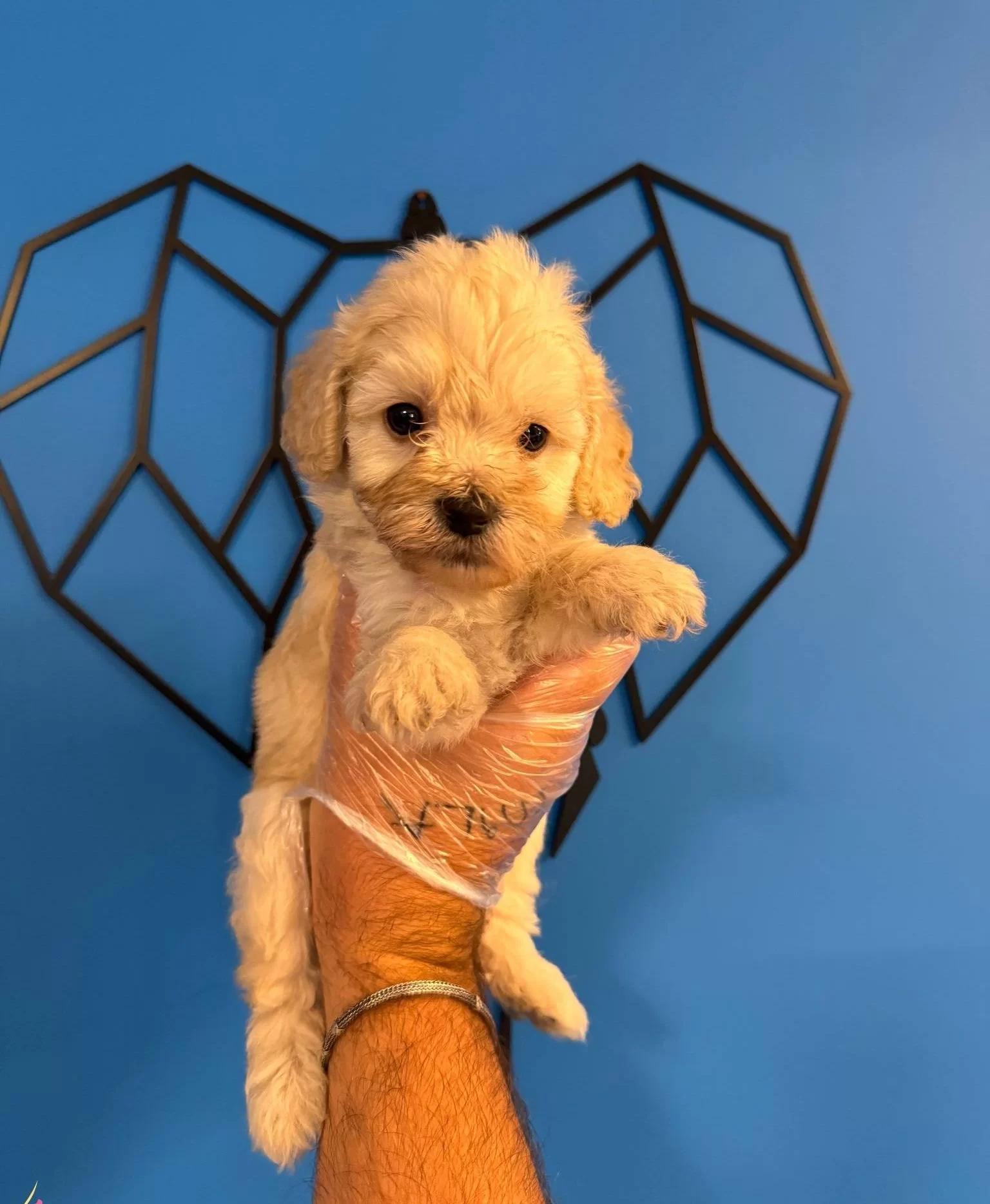 Gercek Tea Cup Maltipoo Bebeklerimiz