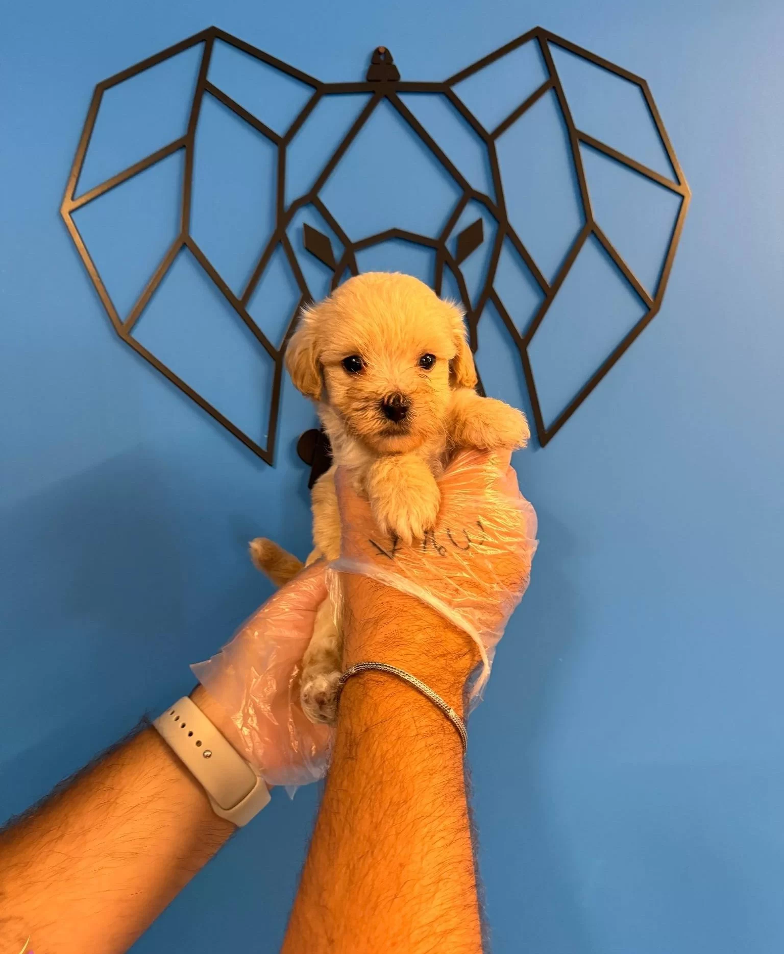 Gercek Tea Cup Maltipoo Bebeklerimiz