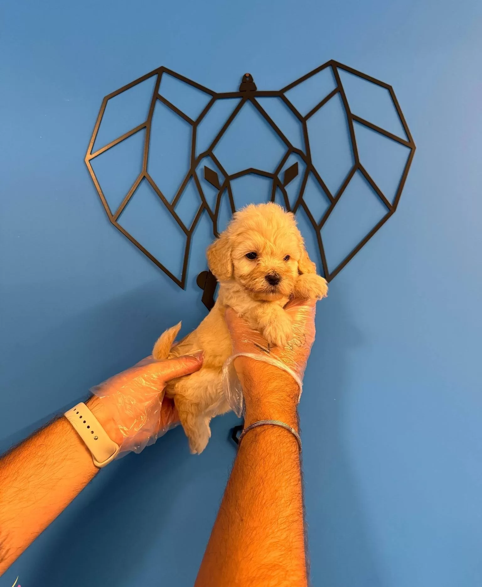 Gercek Tea Cup Maltipoo Bebeklerimiz