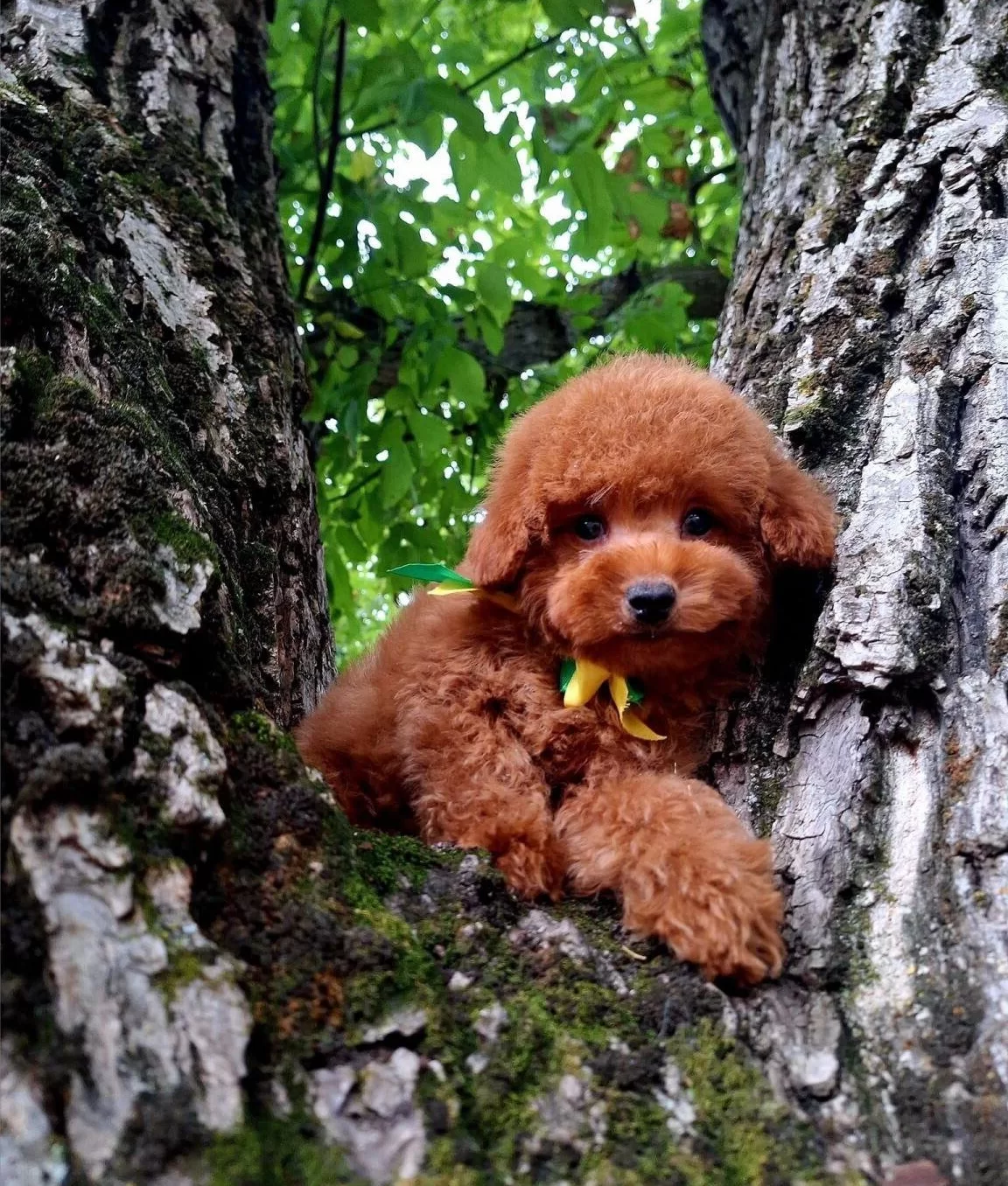 Toy Poodle Safkan Belgeli Yavrularımız