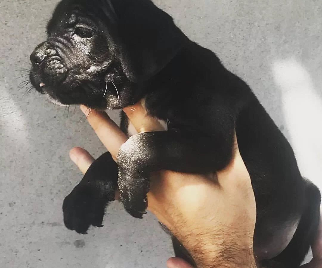 Evrakları Hazır Sosyal Karakterli Cane Corso