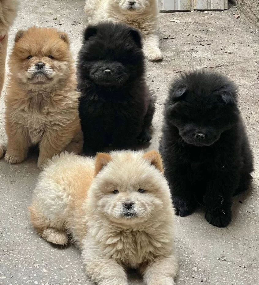 Mor Dil Koca Kafa Cin Aslanları