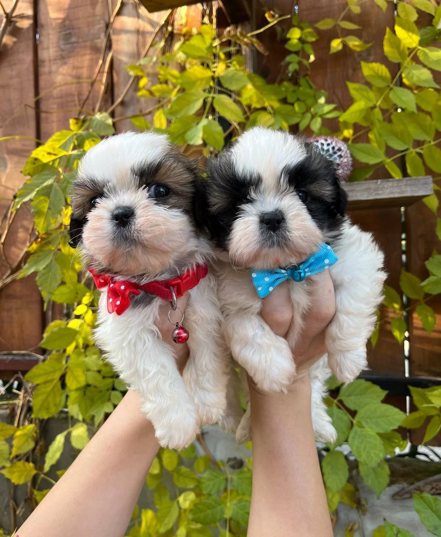 Mukemmel Kan Hattı Malefiz Bebekleri