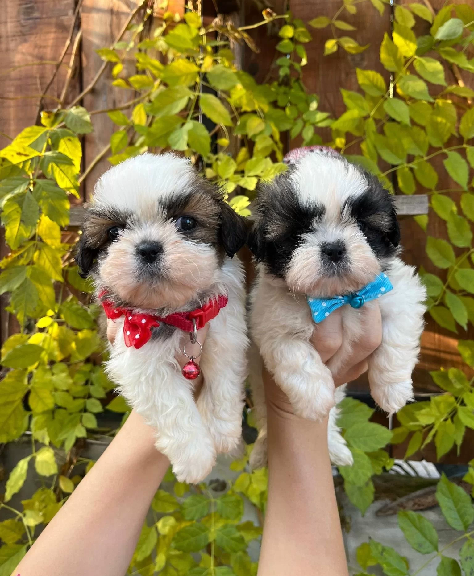 Mukemmel Kan Hattı Malefiz Bebekleri