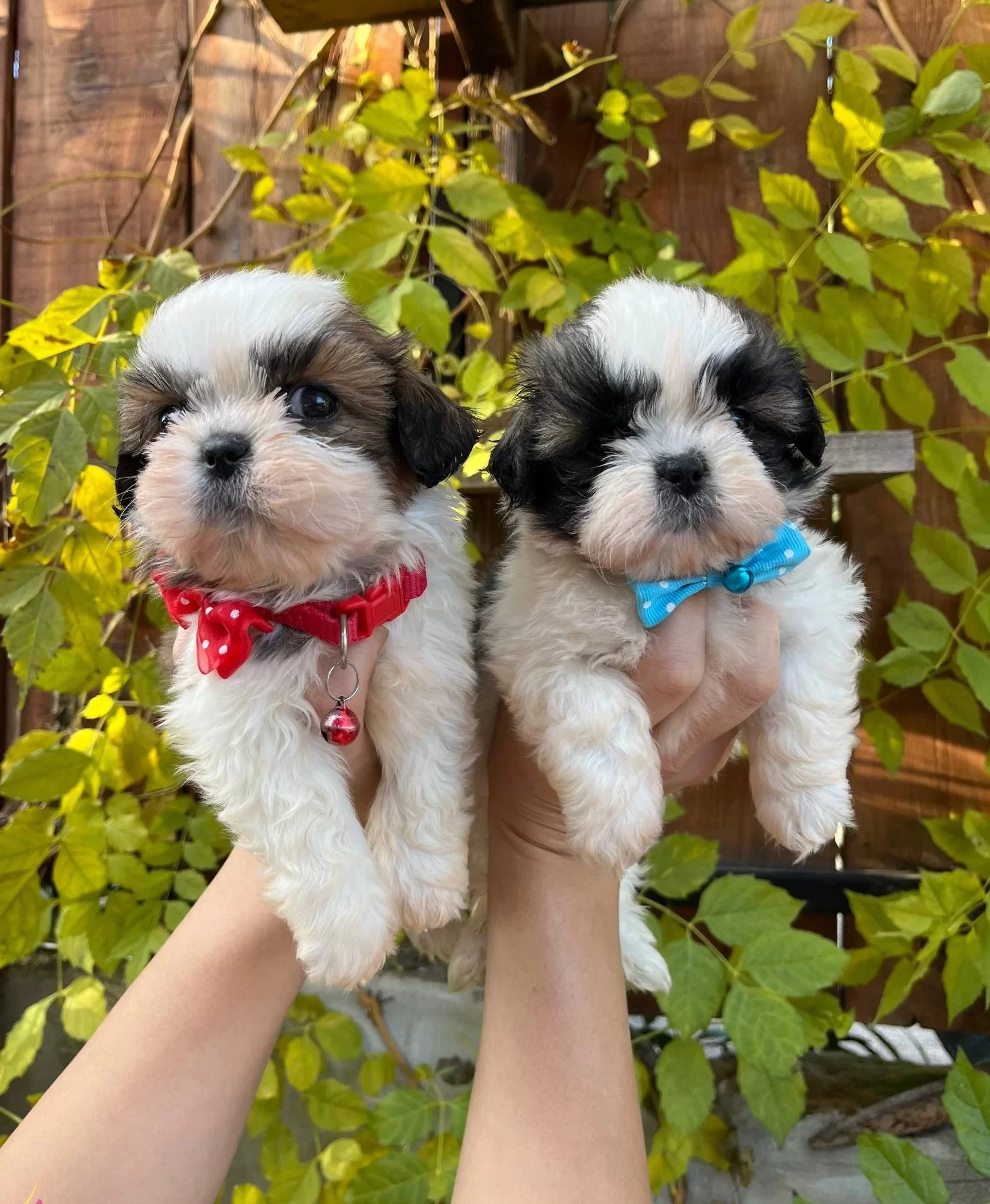 Mukemmel Kan Hattı Malefiz Bebekleri