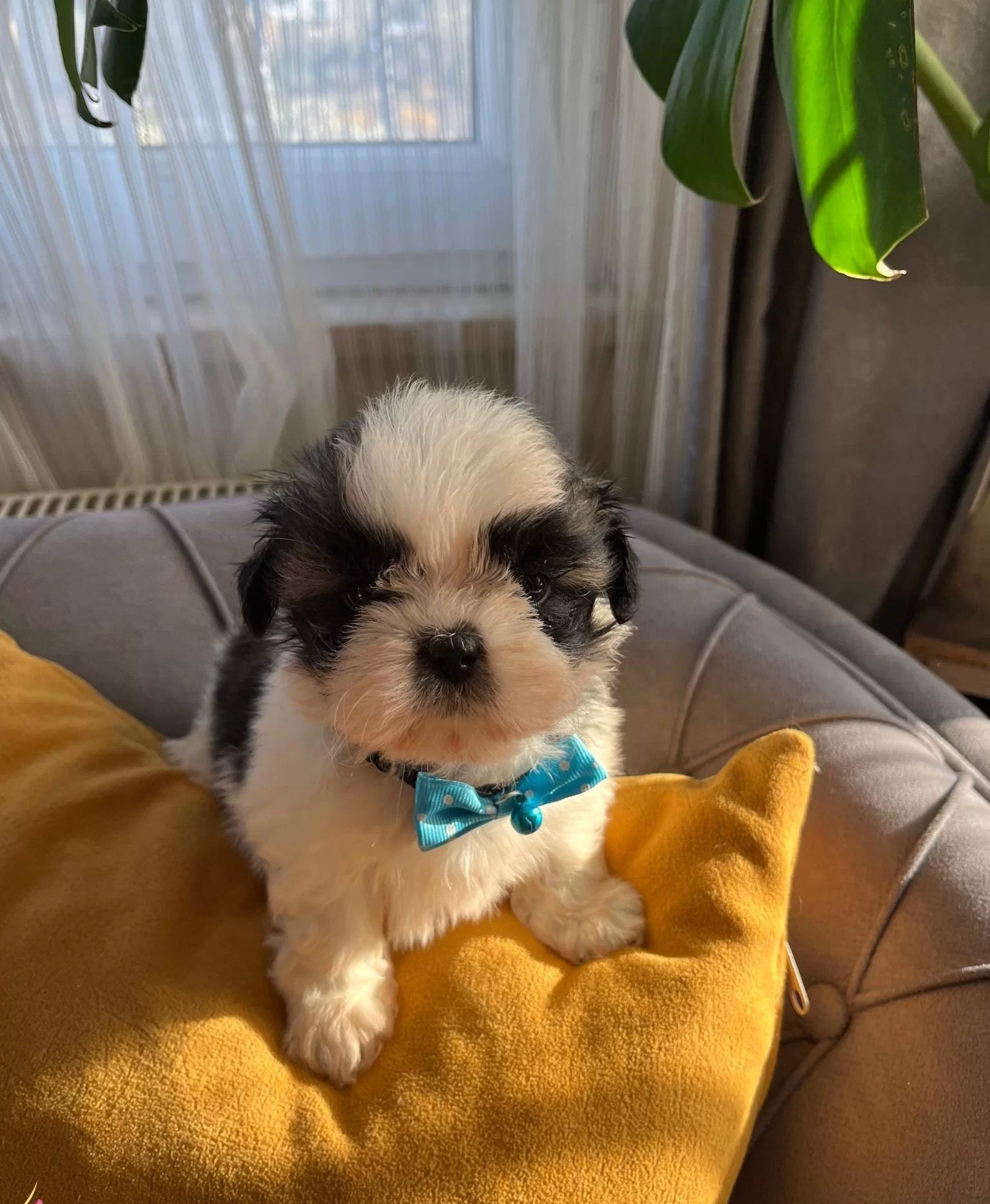 Mukemmel Kan Hattı Malefiz Bebekleri