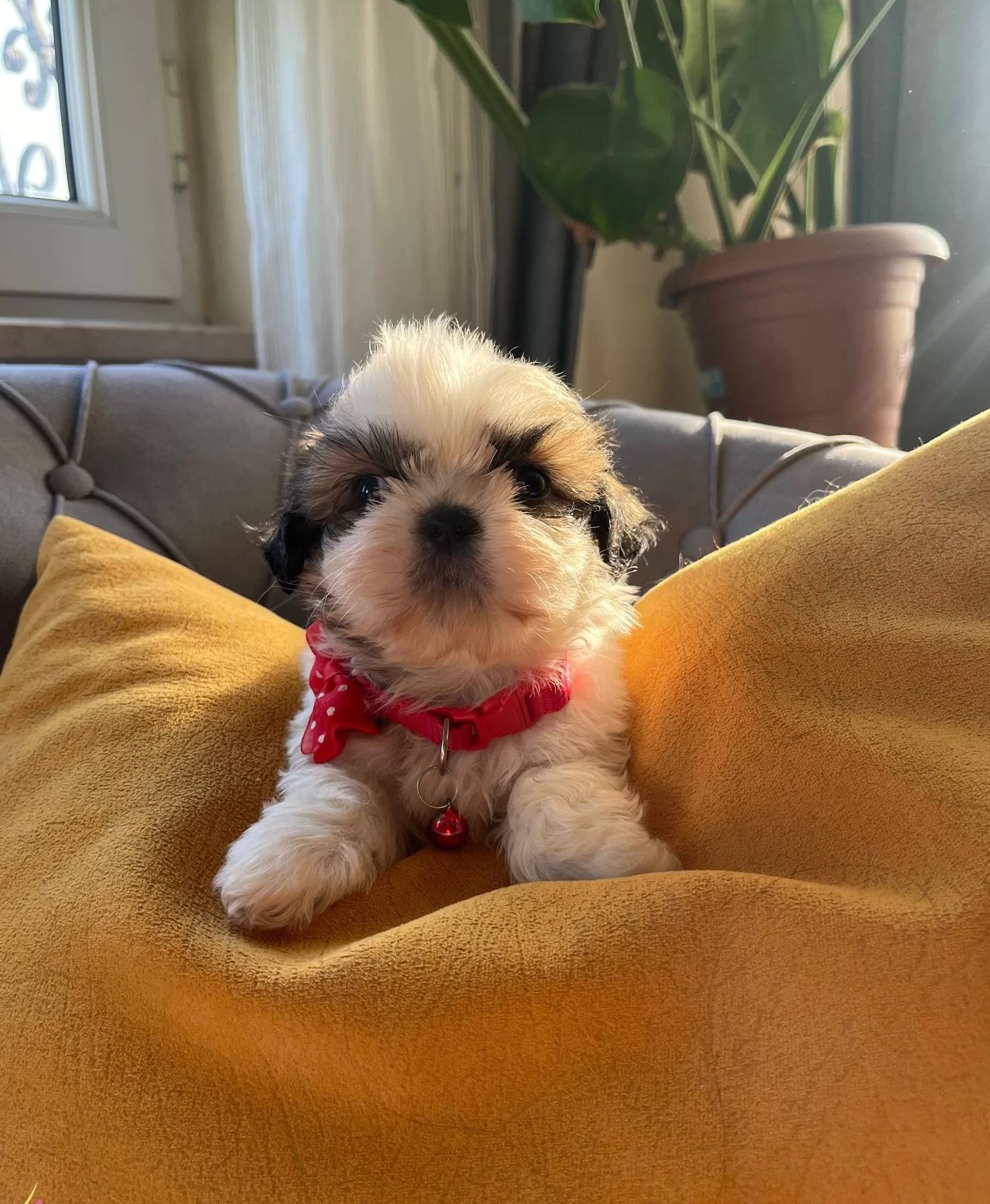 Mukemmel Kan Hattı Malefiz Bebekleri