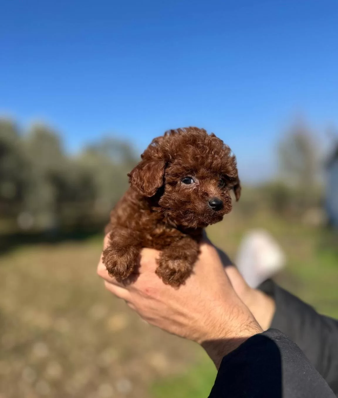 Mini Kore Yavrularımız