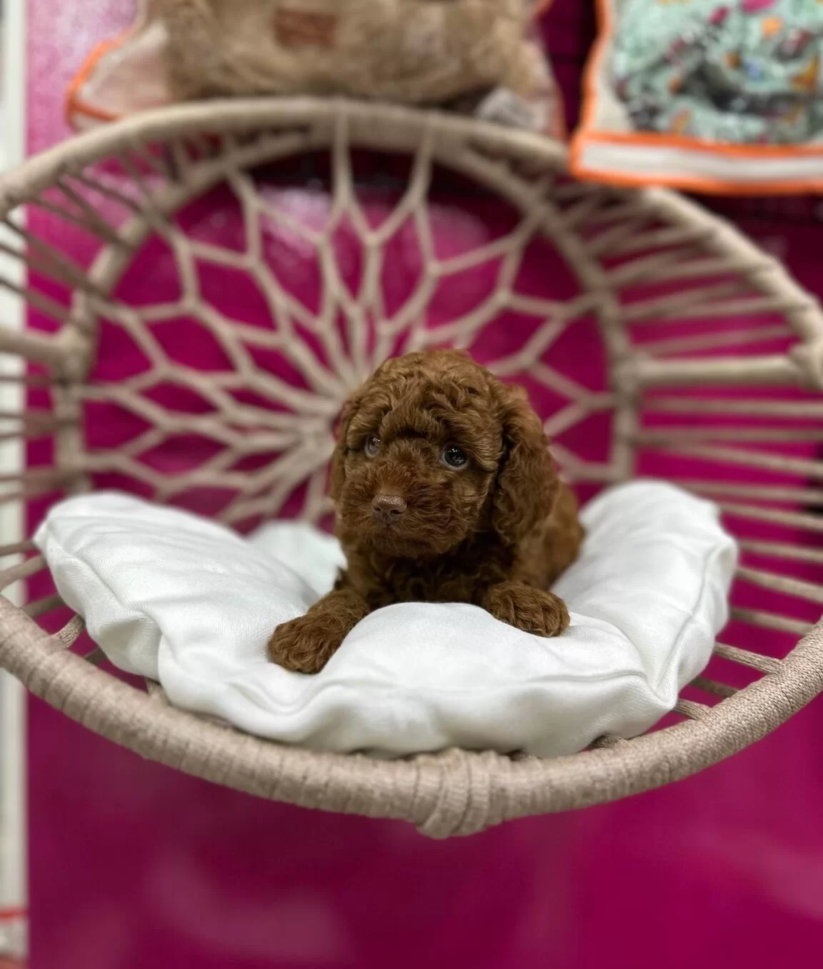 A Kalite Irk Ve Sağlık Testi Garantili Poodle Yavrularımız