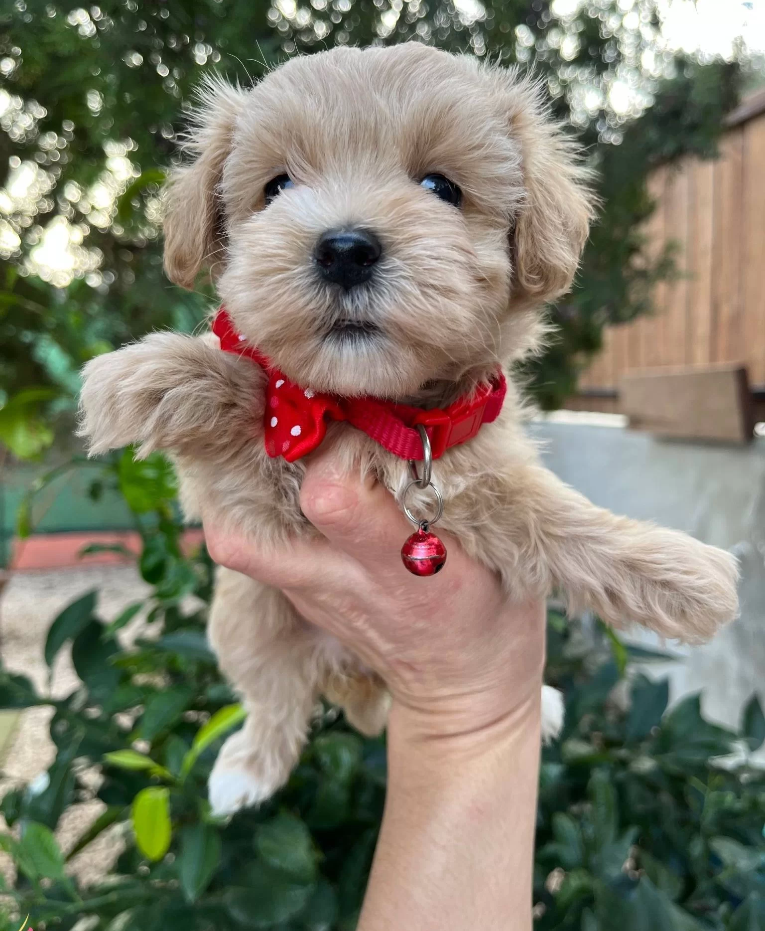 Mini Boy Kore Maltipo Bebekler