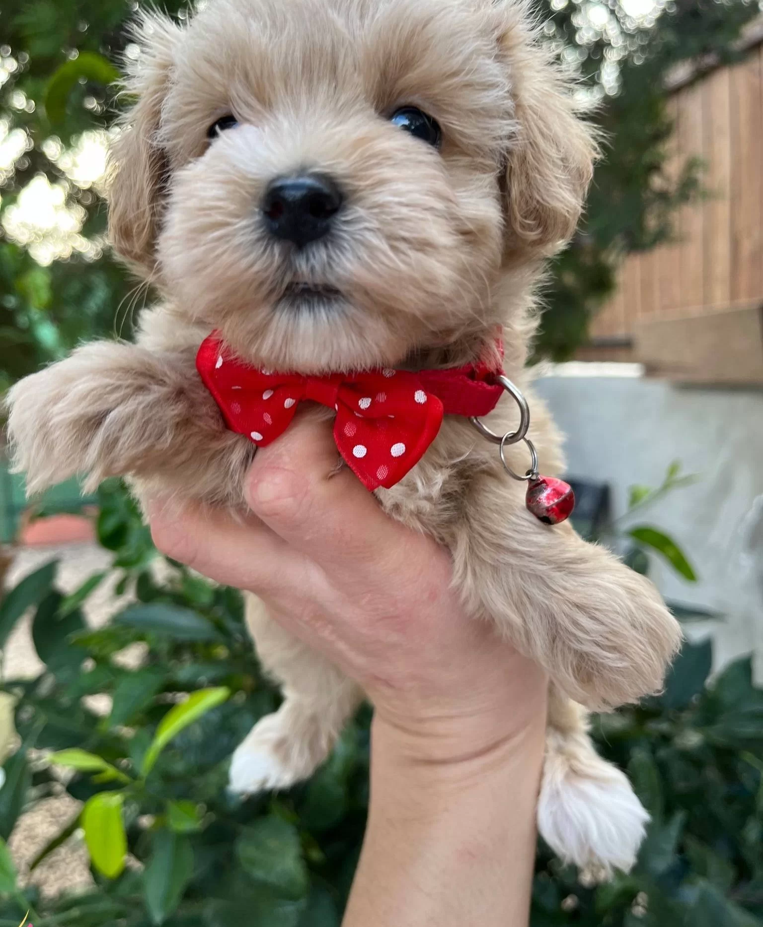 Mini Boy Kore Maltipo Bebekler