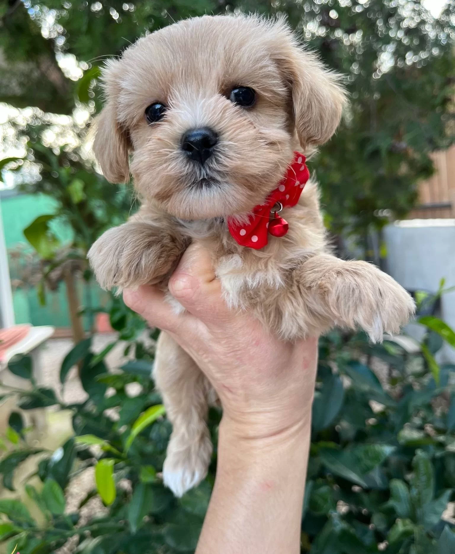 Mini Boy Kore Maltipo Bebekler