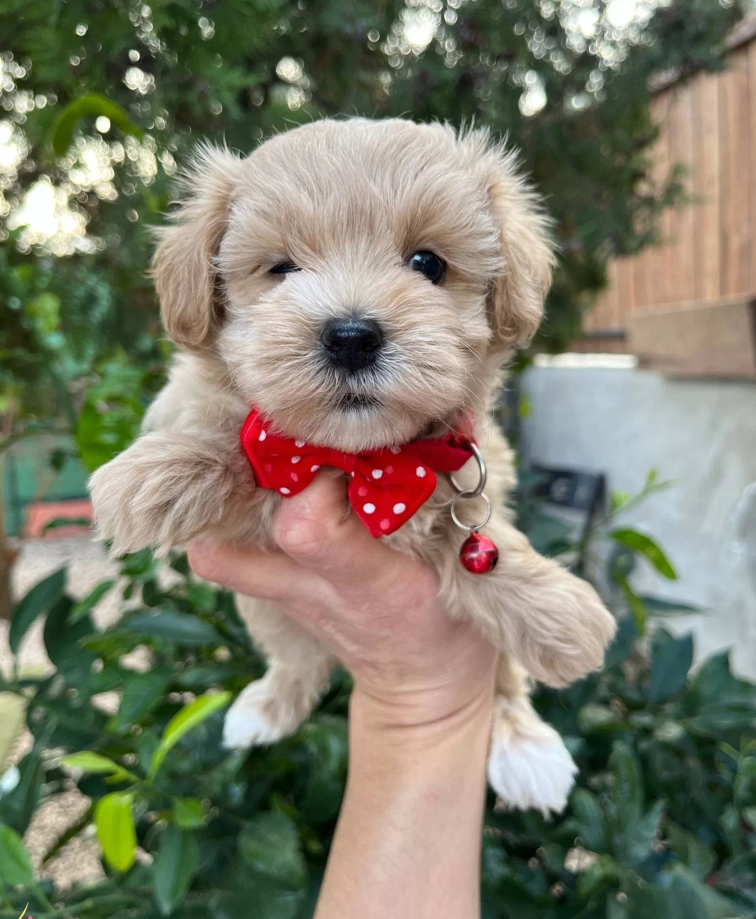 Mini Boy Kore Maltipo Bebekler