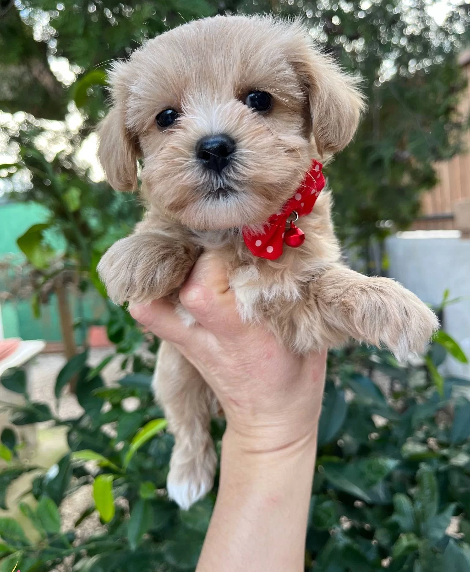 Mini Boy Kore Maltipo Bebekler