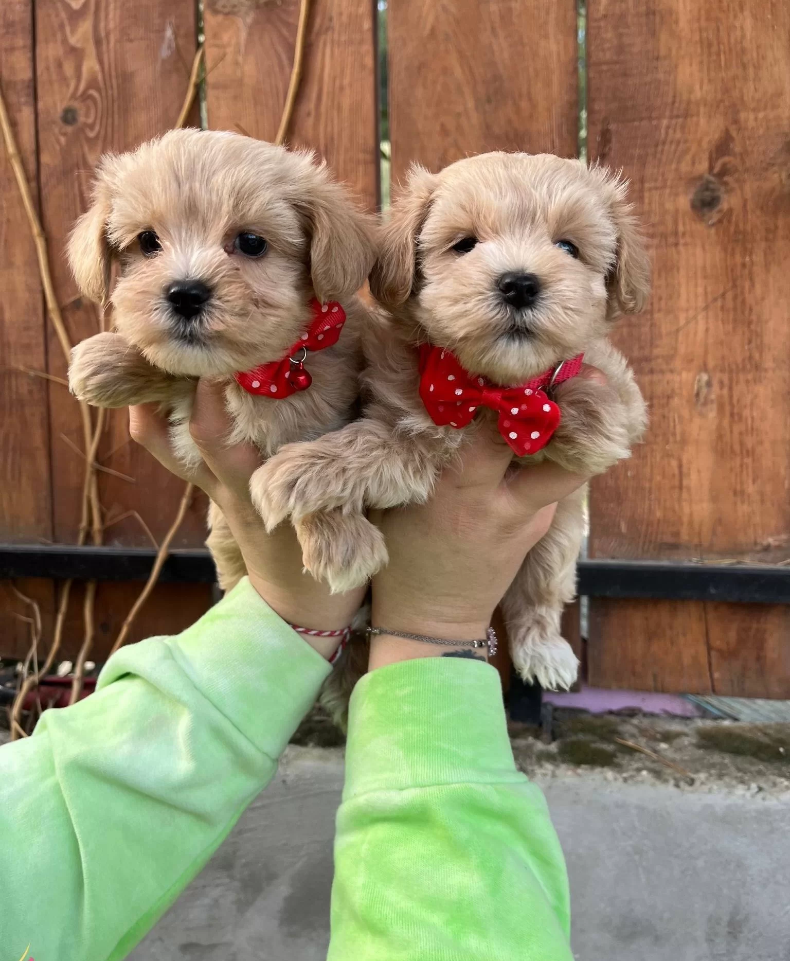 Mini Boy Kore Maltipo Bebekler