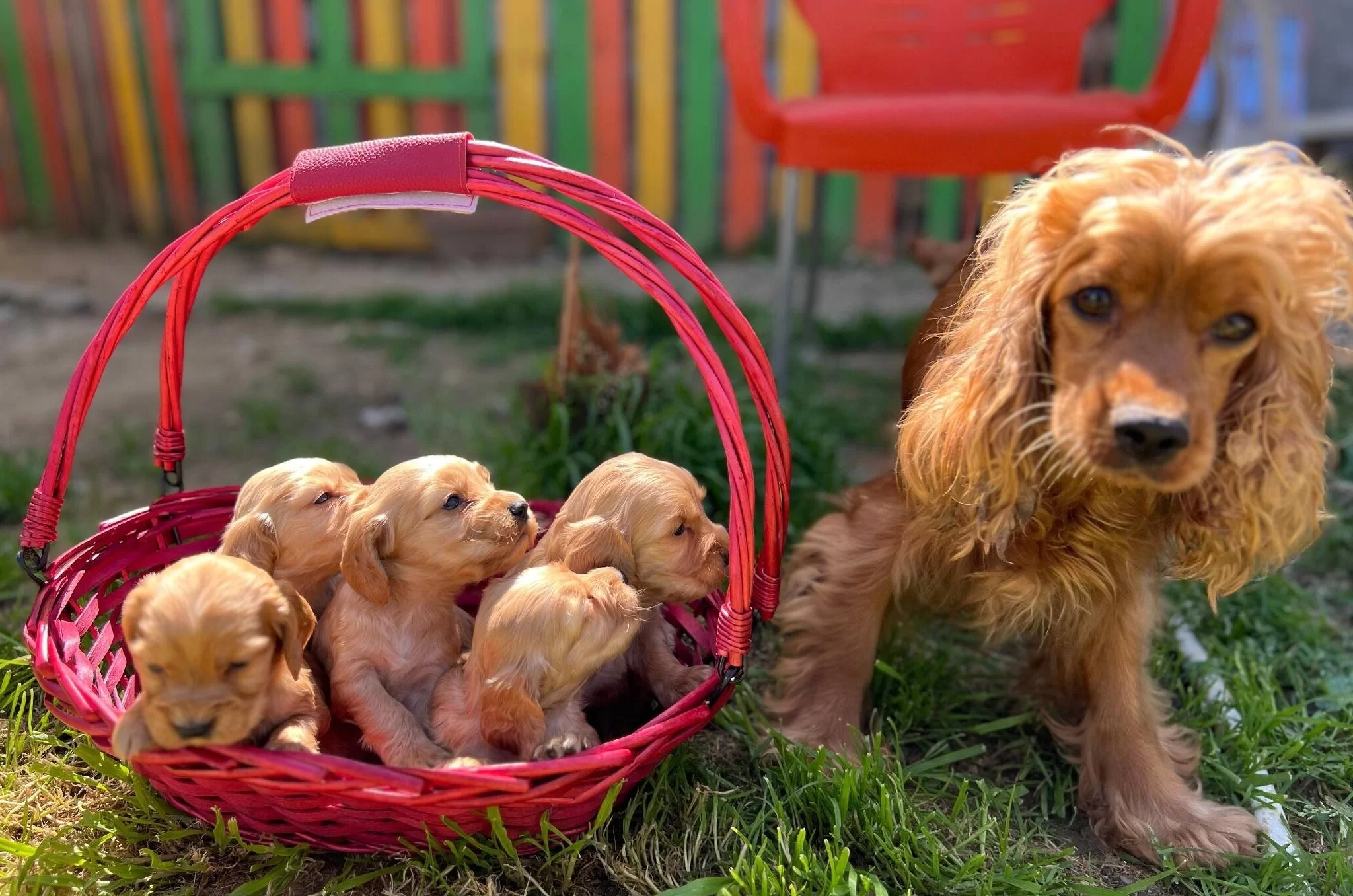 Harika Cocker Bebekler