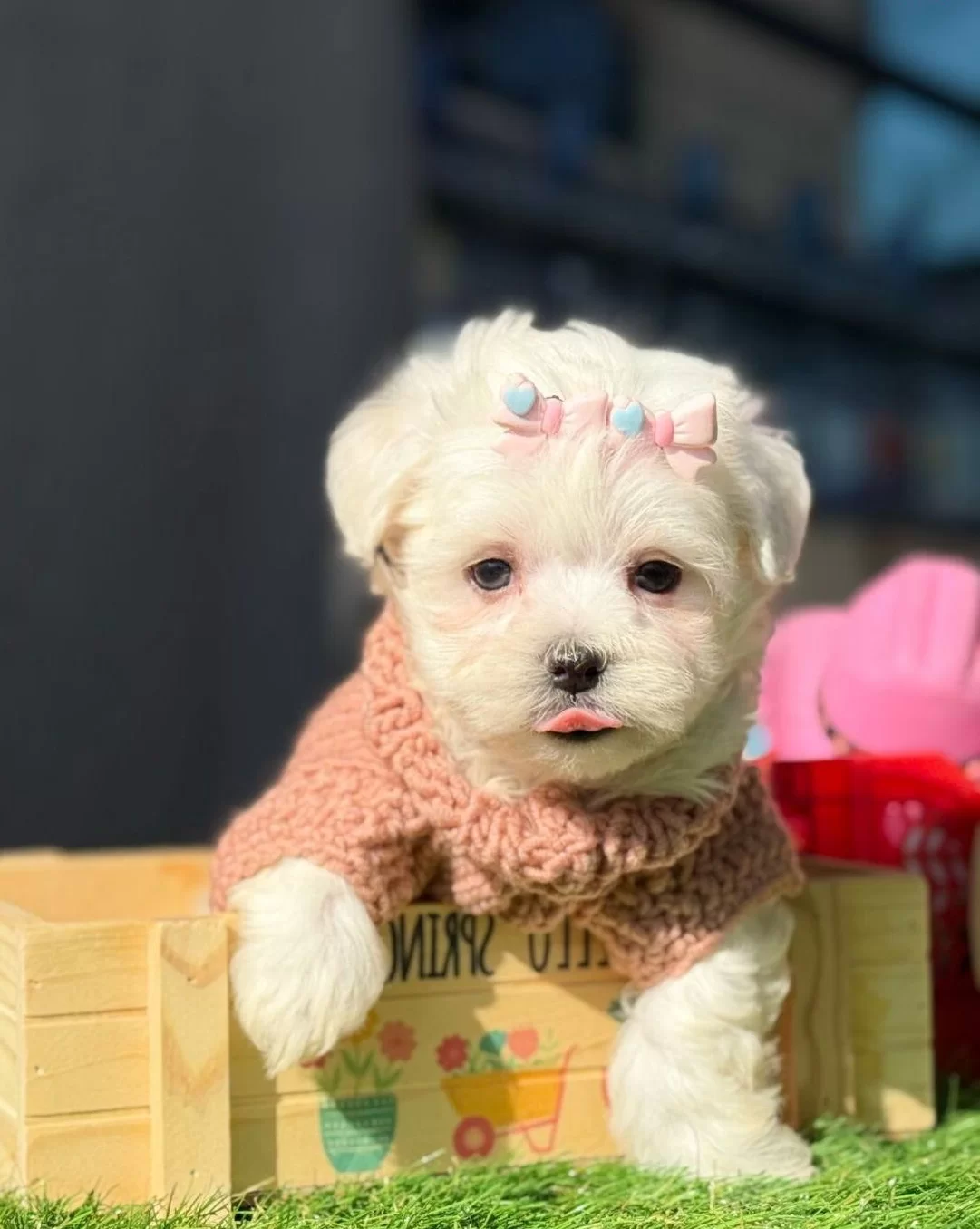 Tatlı Maltese Terrier Cocukları