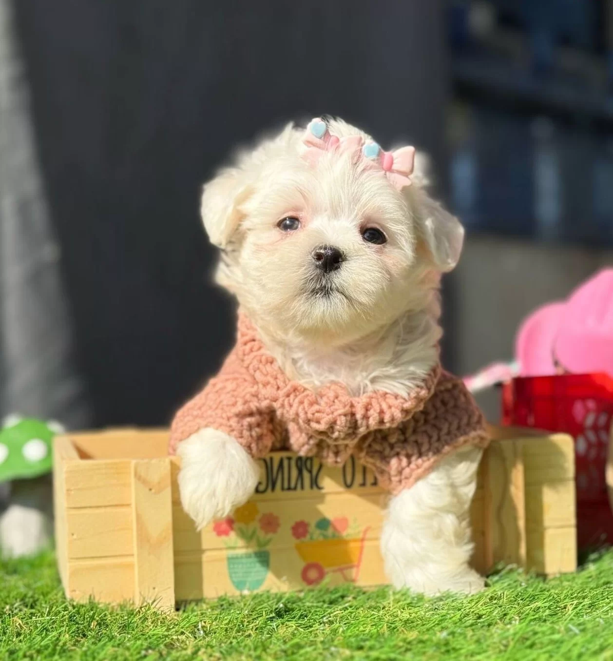 Tatlı Maltese Terrier Cocukları