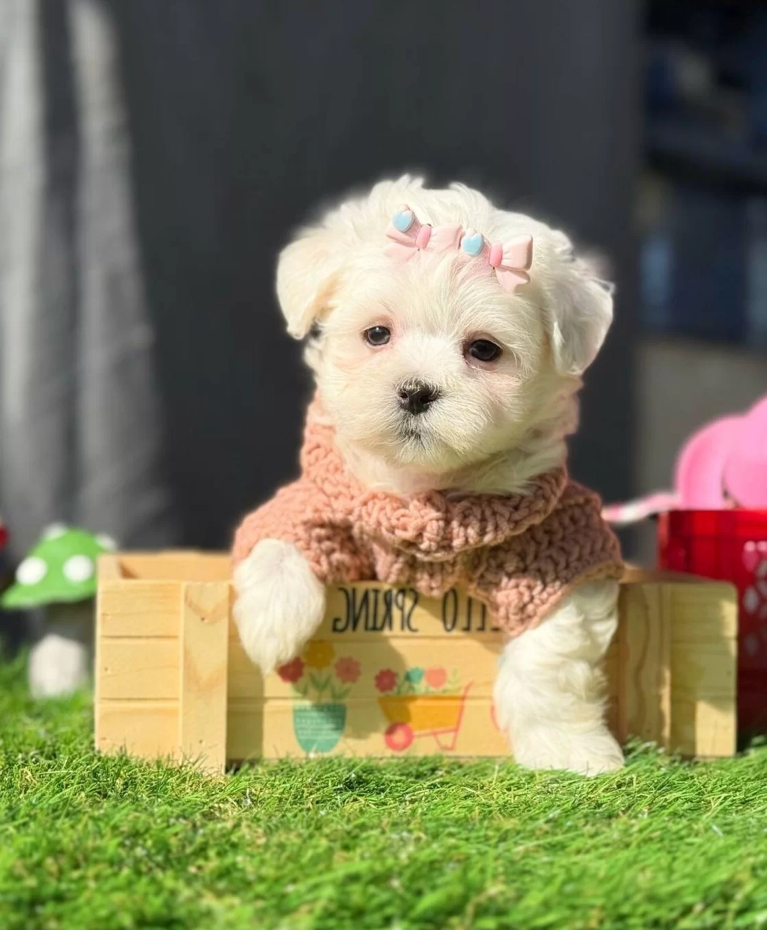 Tatlı Maltese Terrier Cocukları