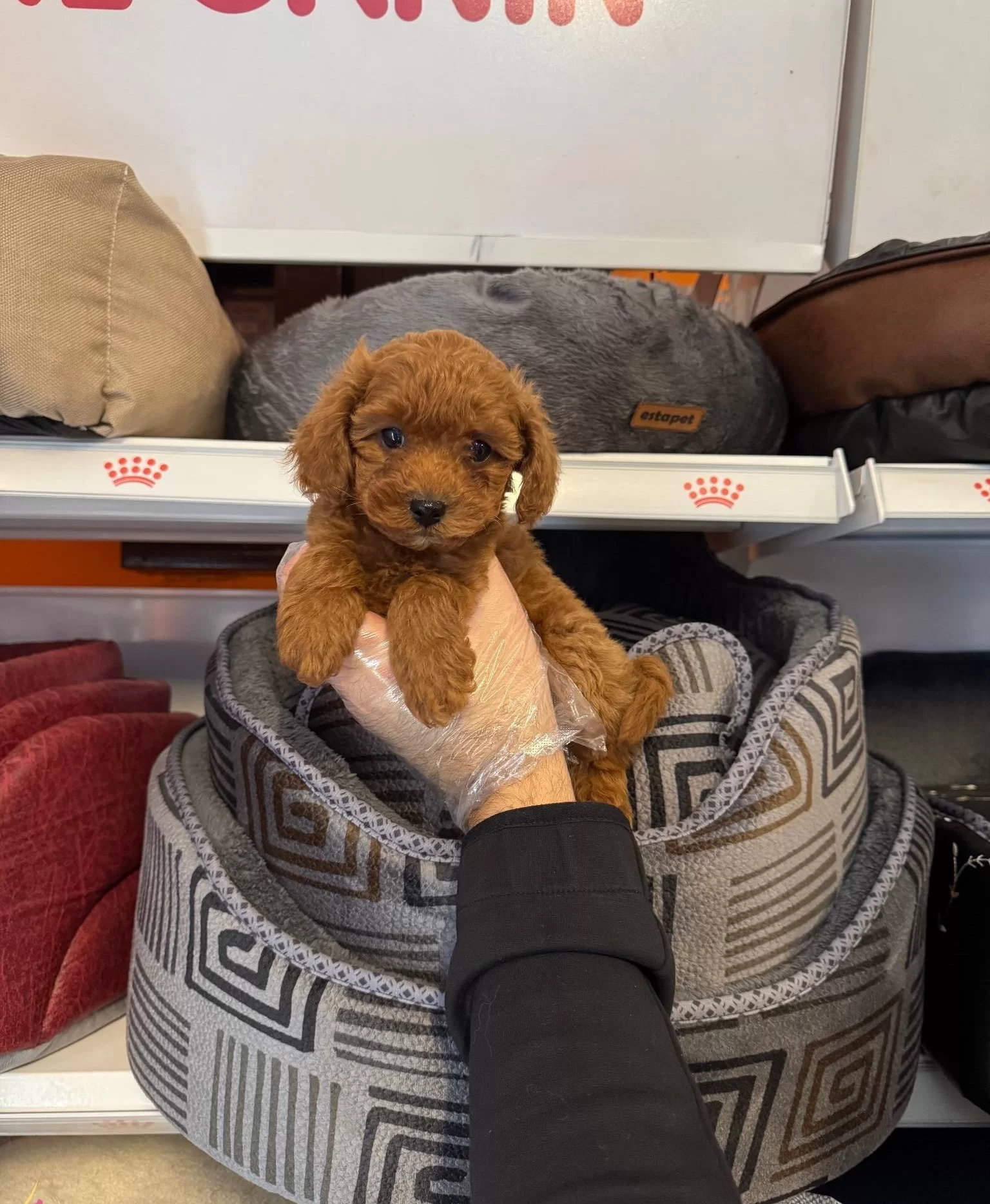 Red Browne Toy Poodle Yavrularımız