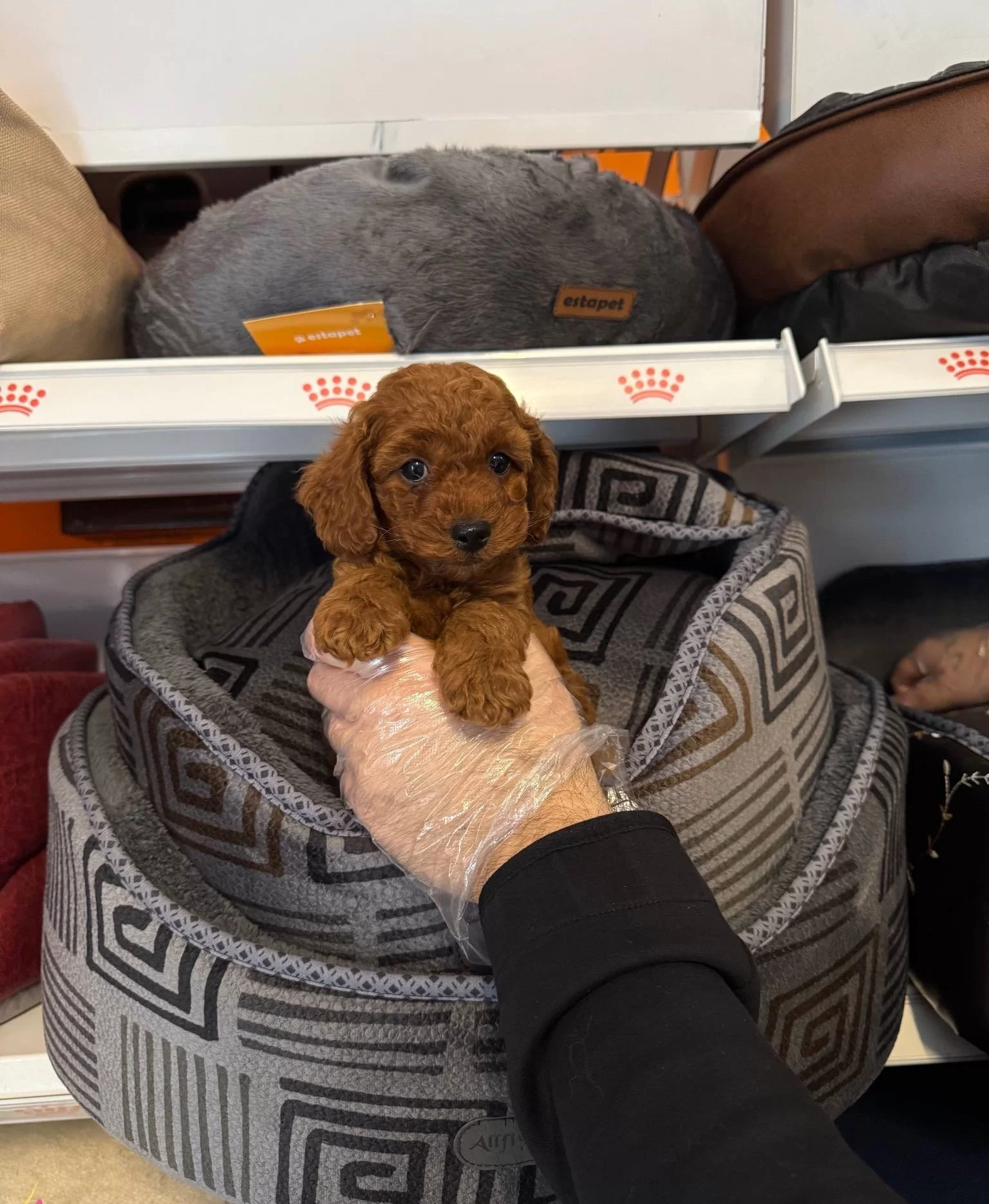 Red Browne Toy Poodle Yavrularımız