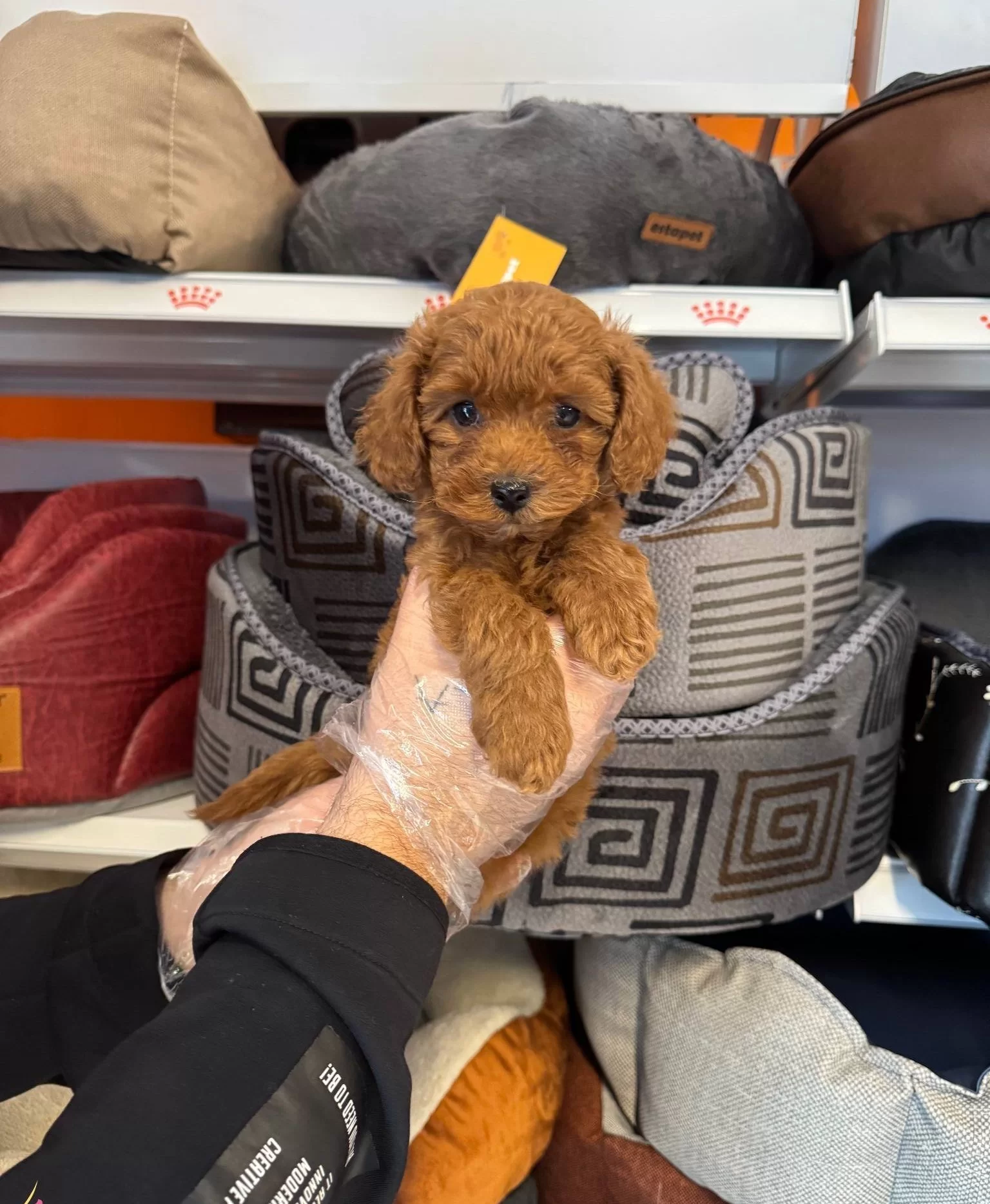 Red Browne Toy Poodle Yavrularımız