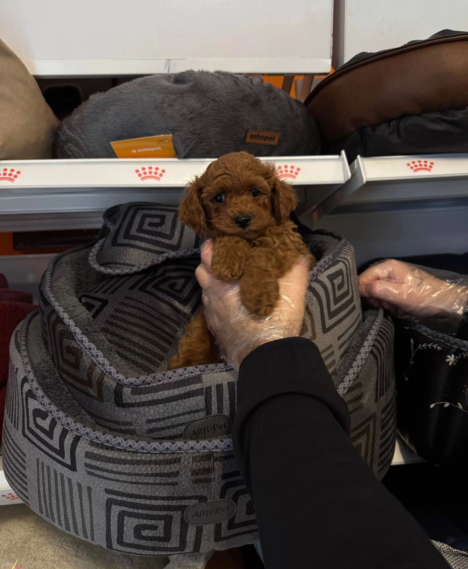 Red Browne Toy Poodle Yavrularımız