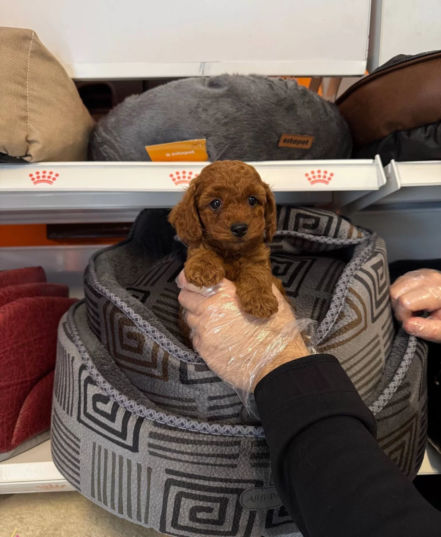 Red Browne Toy Poodle Yavrularımız